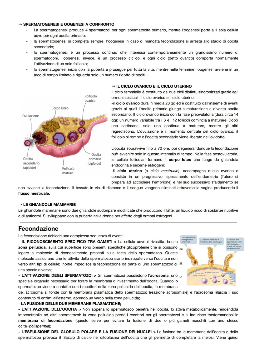 L'apparato riproduttore
La riproduzione umana presenta tre caratteristiche principali:
è una riproduzione sessuata, ovvero la prole viene ge