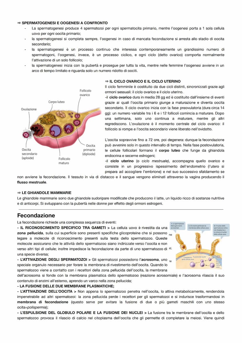 L'apparato riproduttore
La riproduzione umana presenta tre caratteristiche principali:
è una riproduzione sessuata, ovvero la prole viene ge