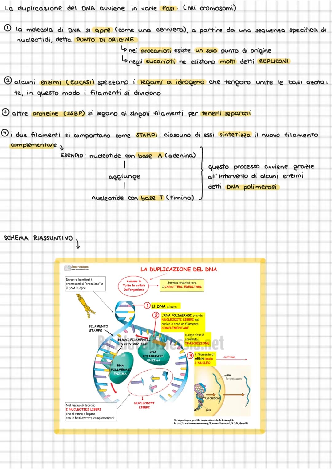 
<p>La duplicazione del DNA avviene in varie fasi, all'interno dei cromosomi. La molecola di DNA si apre come una cerniera a partire da una 