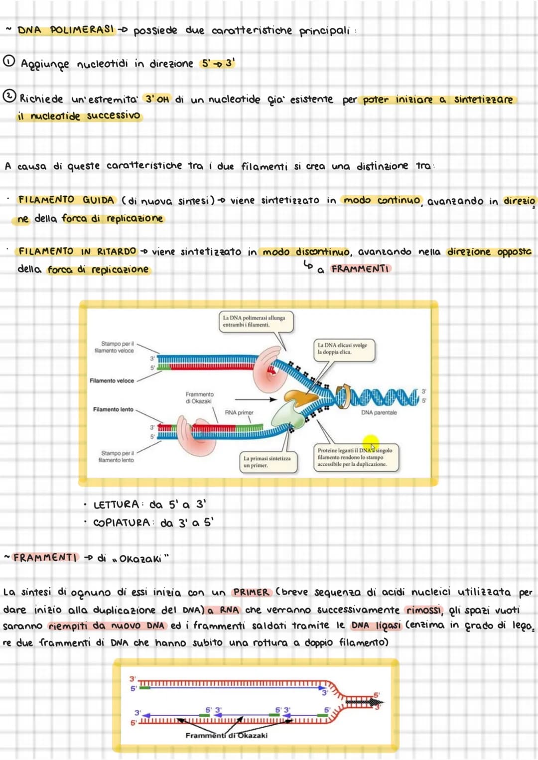 
<p>La duplicazione del DNA avviene in varie fasi, all'interno dei cromosomi. La molecola di DNA si apre come una cerniera a partire da una 