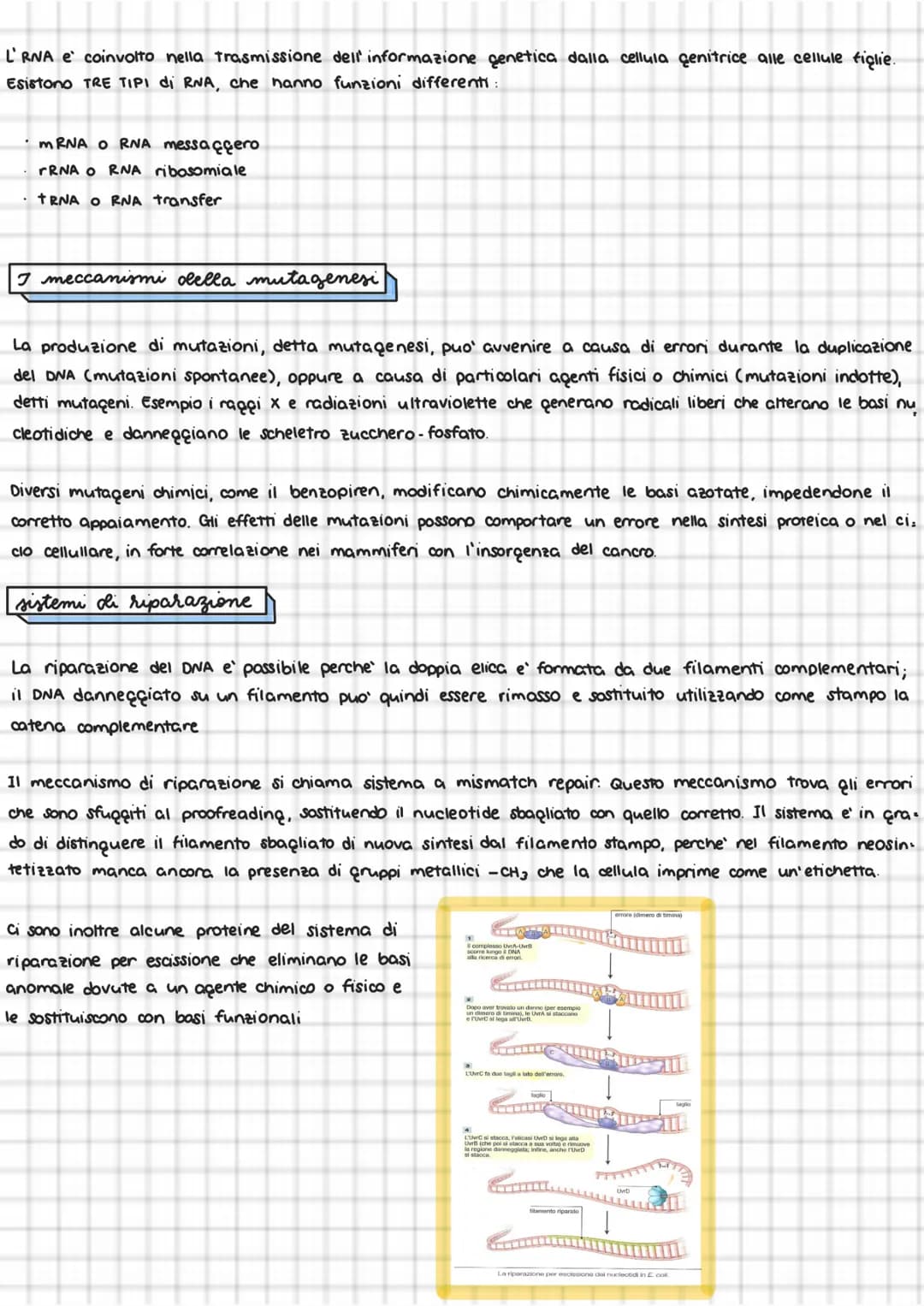 
<p>La duplicazione del DNA avviene in varie fasi, all'interno dei cromosomi. La molecola di DNA si apre come una cerniera a partire da una 