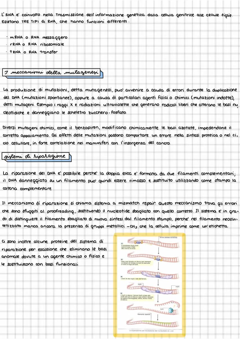 
<p>La duplicazione del DNA avviene in varie fasi, all'interno dei cromosomi. La molecola di DNA si apre come una cerniera a partire da una 