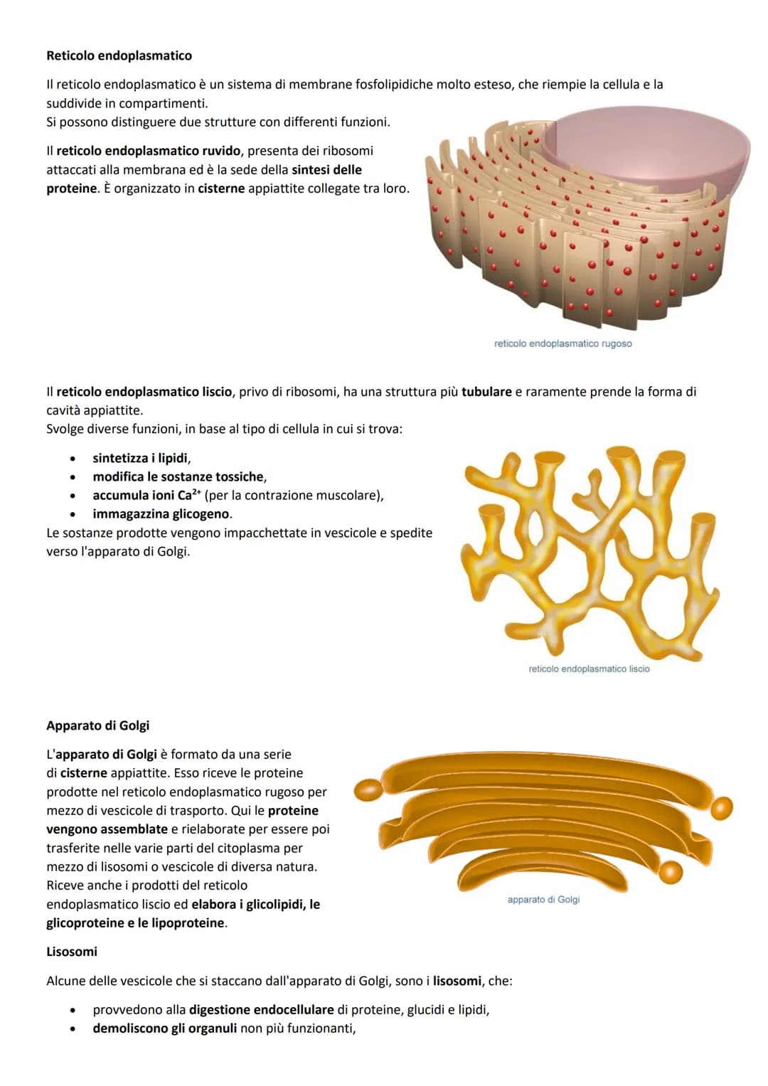 La cellula
Tutti i viventi sono costituiti da unità fondamentali in grado di svolgere tutte le funzioni che caratterizzano la vita.
La teori