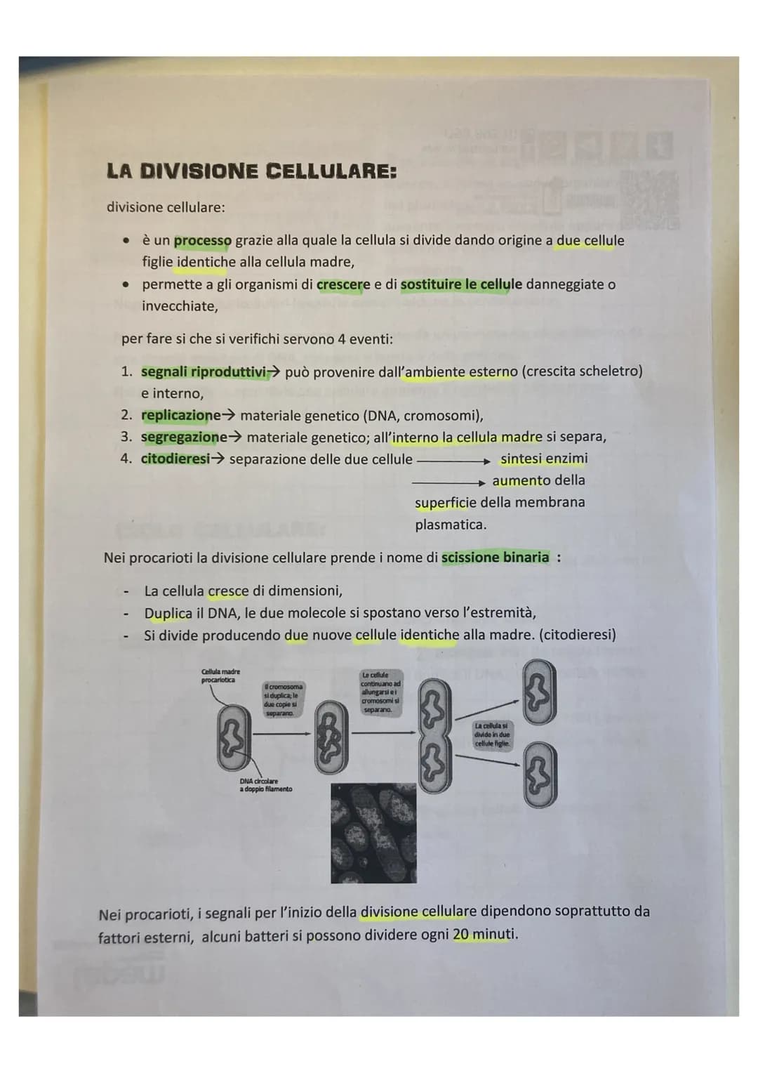 LA DIVISIONE CELLULARE:
divisione cellulare:
• è un processo grazie alla quale la cellula si divide dando origine a due cellule
figlie ident