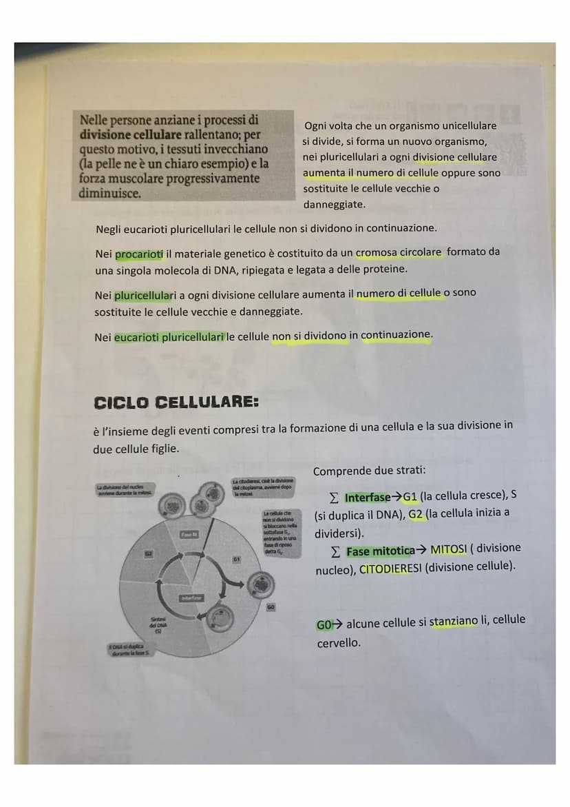 LA DIVISIONE CELLULARE:
divisione cellulare:
• è un processo grazie alla quale la cellula si divide dando origine a due cellule
figlie ident