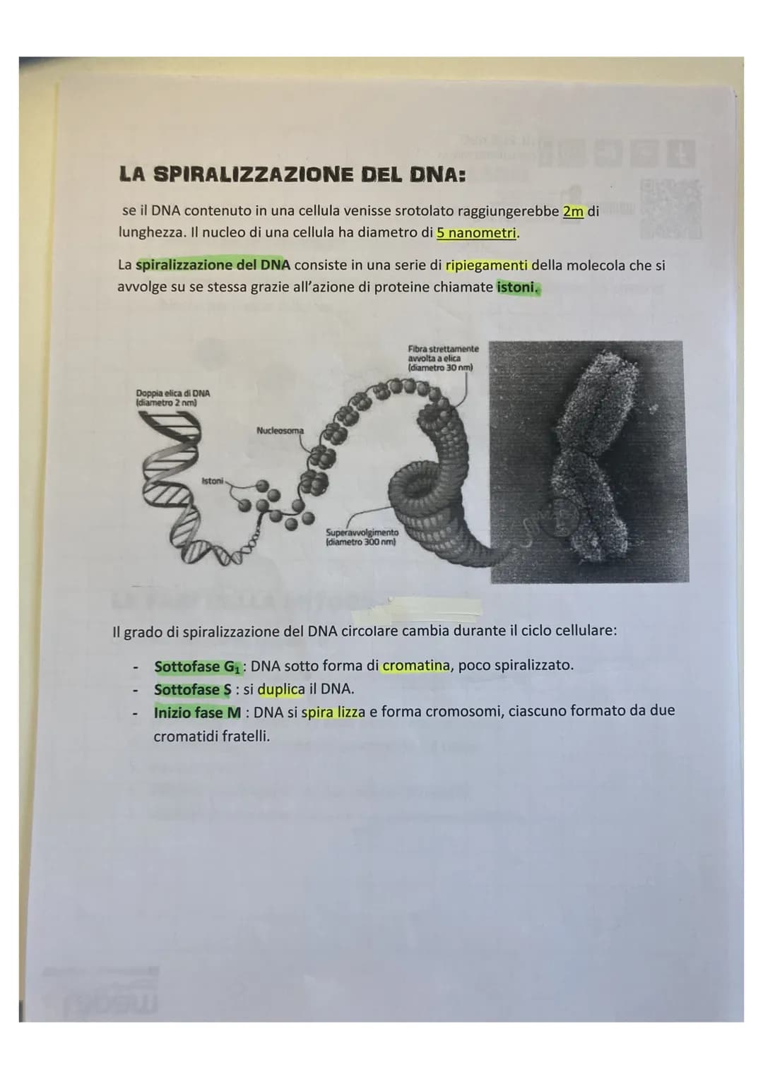 LA DIVISIONE CELLULARE:
divisione cellulare:
• è un processo grazie alla quale la cellula si divide dando origine a due cellule
figlie ident