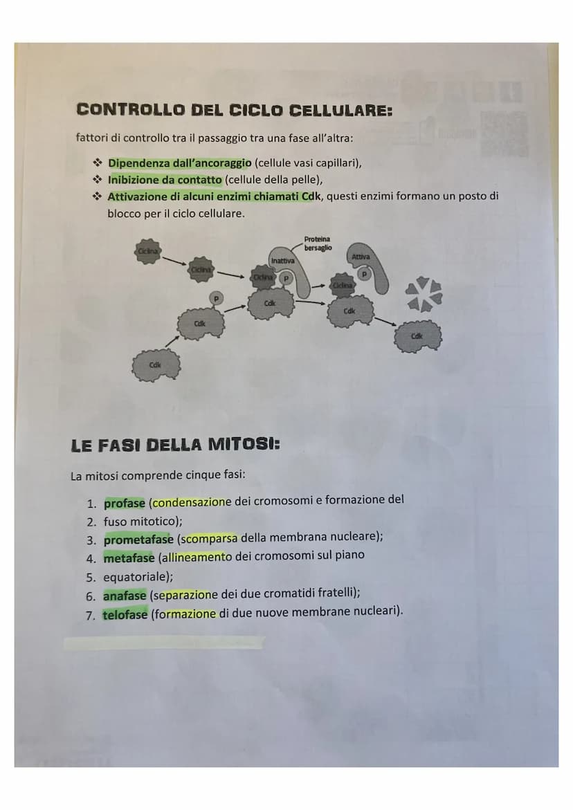 LA DIVISIONE CELLULARE:
divisione cellulare:
• è un processo grazie alla quale la cellula si divide dando origine a due cellule
figlie ident