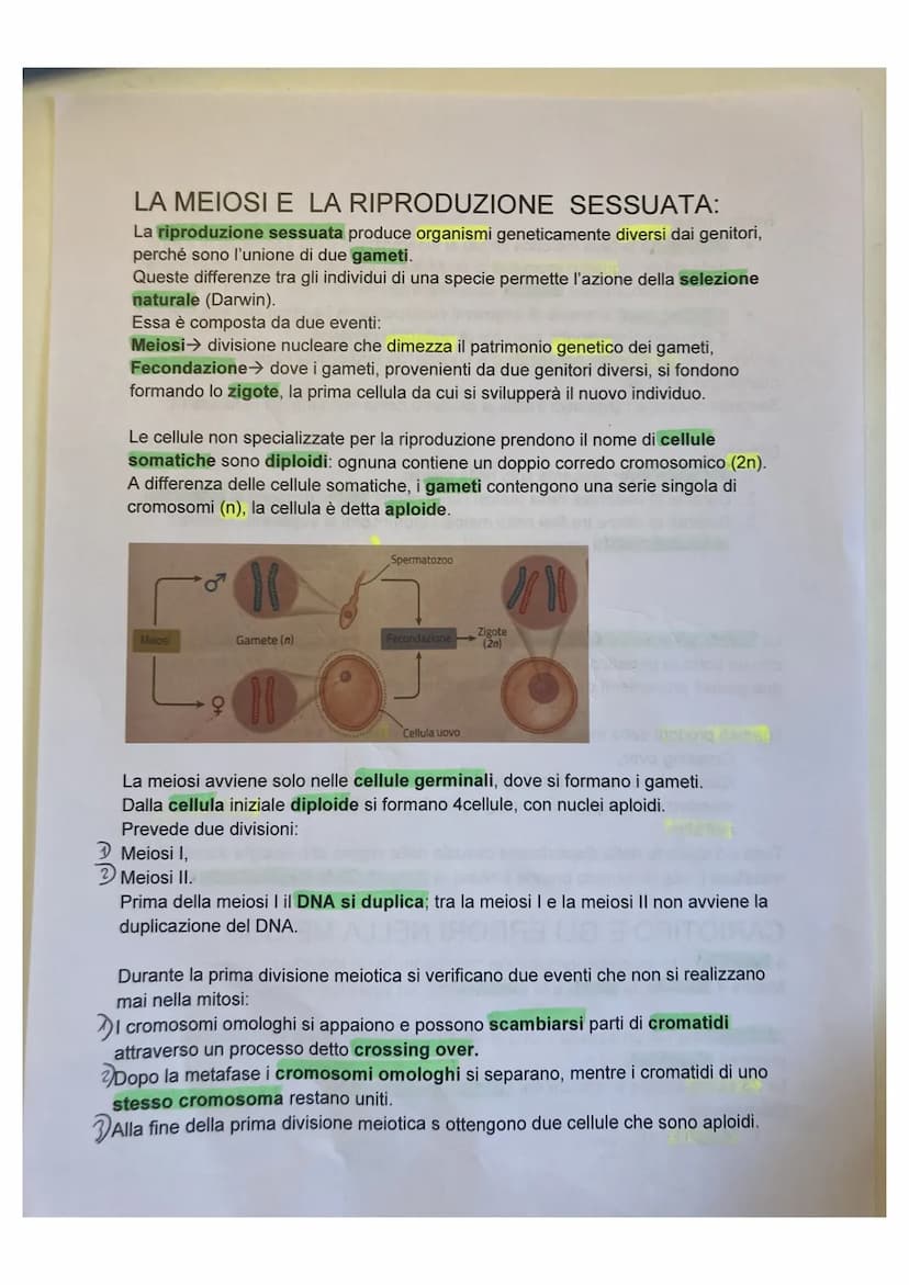LA DIVISIONE CELLULARE:
divisione cellulare:
• è un processo grazie alla quale la cellula si divide dando origine a due cellule
figlie ident