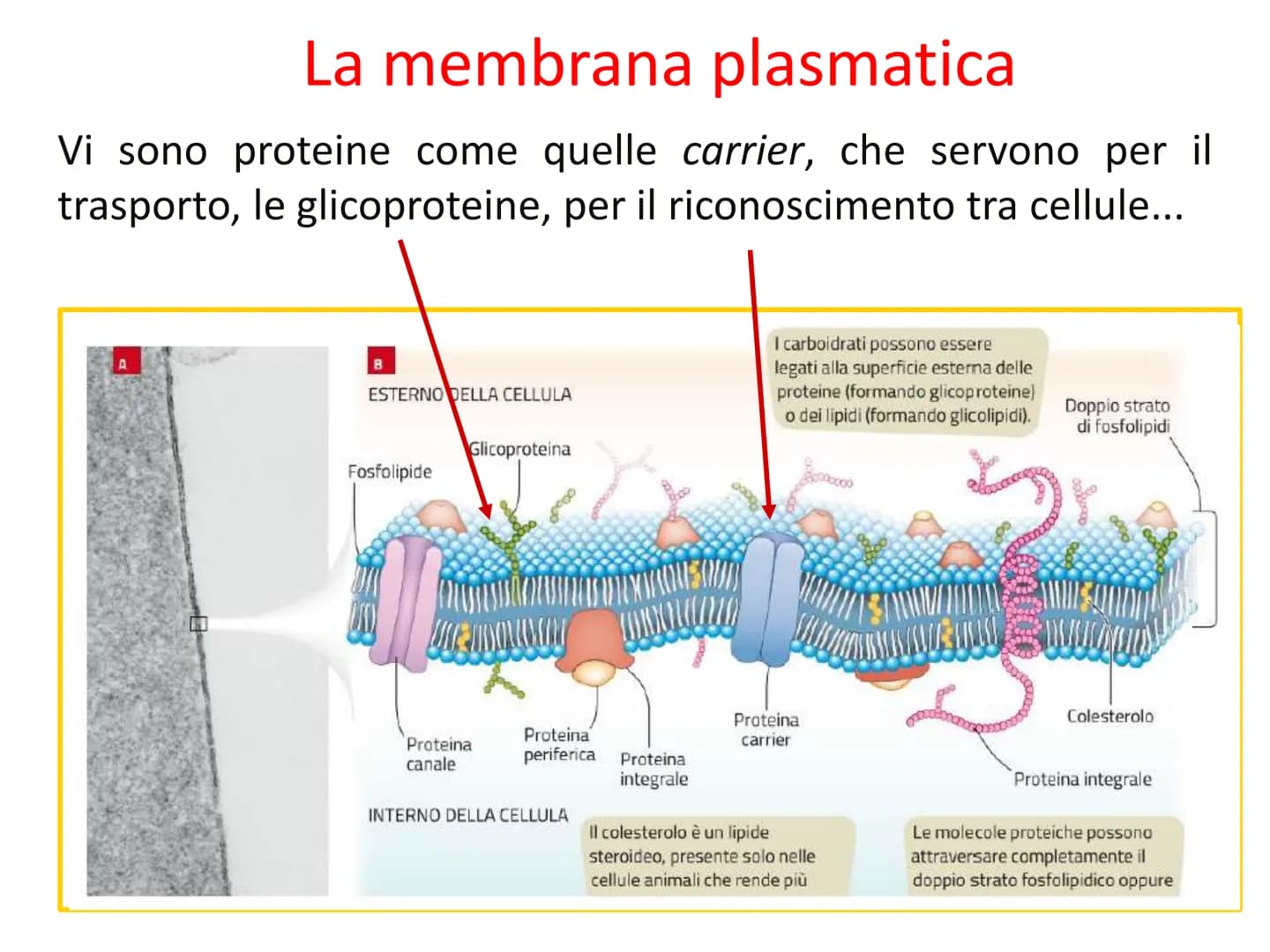 Capitolo A8
La cellula
eucariota
Prof. Forloni Matteo L'unità fondamentale
degli esseri viventi
Cosa distingue un cane, un essere umano, una