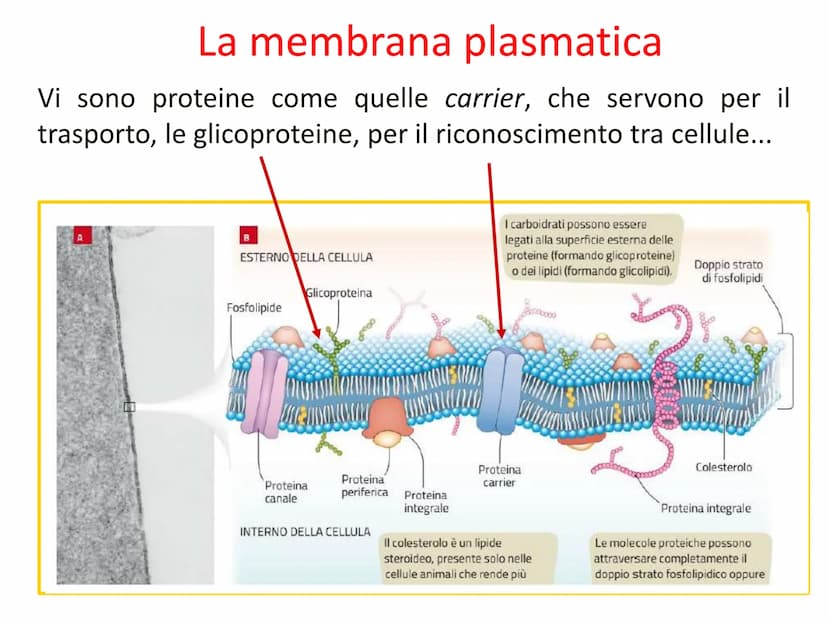Capitolo A8
La cellula
eucariota
Prof. Forloni Matteo L'unità fondamentale
degli esseri viventi
Cosa distingue un cane, un essere umano, una