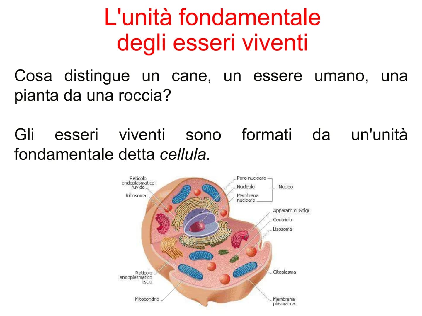 Capitolo A8
La cellula
eucariota
Prof. Forloni Matteo L'unità fondamentale
degli esseri viventi
Cosa distingue un cane, un essere umano, una
