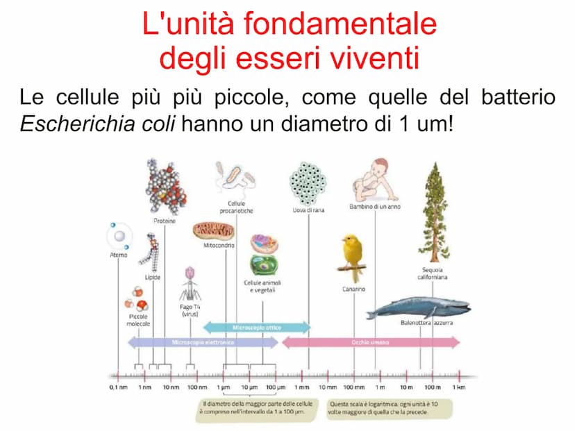 Capitolo A8
La cellula
eucariota
Prof. Forloni Matteo L'unità fondamentale
degli esseri viventi
Cosa distingue un cane, un essere umano, una