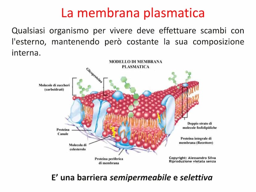 Capitolo A8
La cellula
eucariota
Prof. Forloni Matteo L'unità fondamentale
degli esseri viventi
Cosa distingue un cane, un essere umano, una