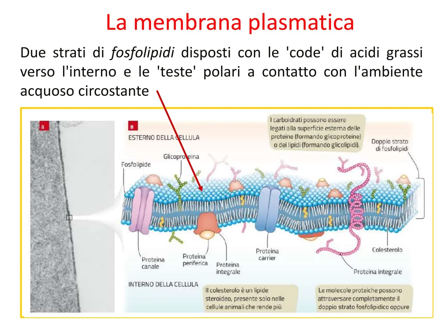 Capitolo A8
La cellula
eucariota
Prof. Forloni Matteo L'unità fondamentale
degli esseri viventi
Cosa distingue un cane, un essere umano, una