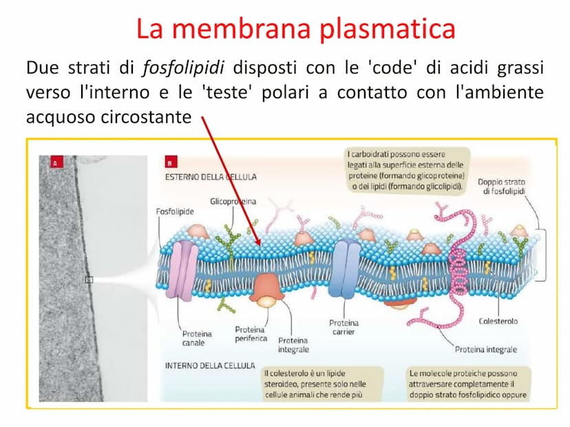 Capitolo A8
La cellula
eucariota
Prof. Forloni Matteo L'unità fondamentale
degli esseri viventi
Cosa distingue un cane, un essere umano, una
