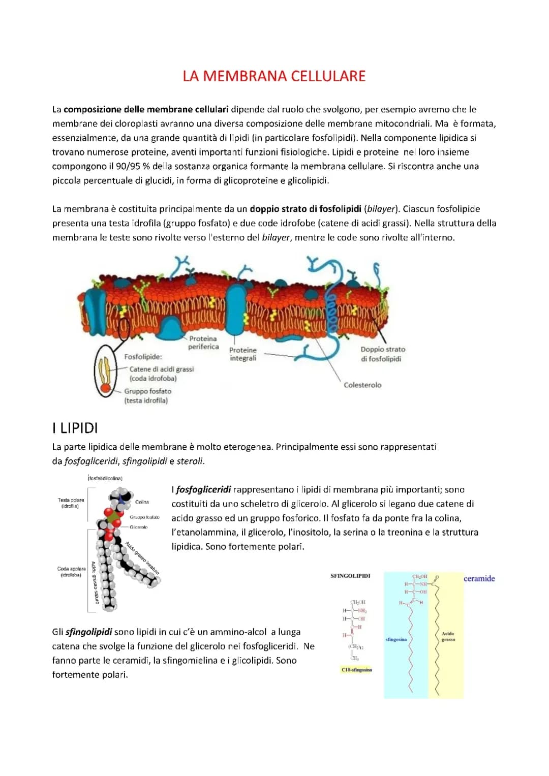 La membrana cellulare