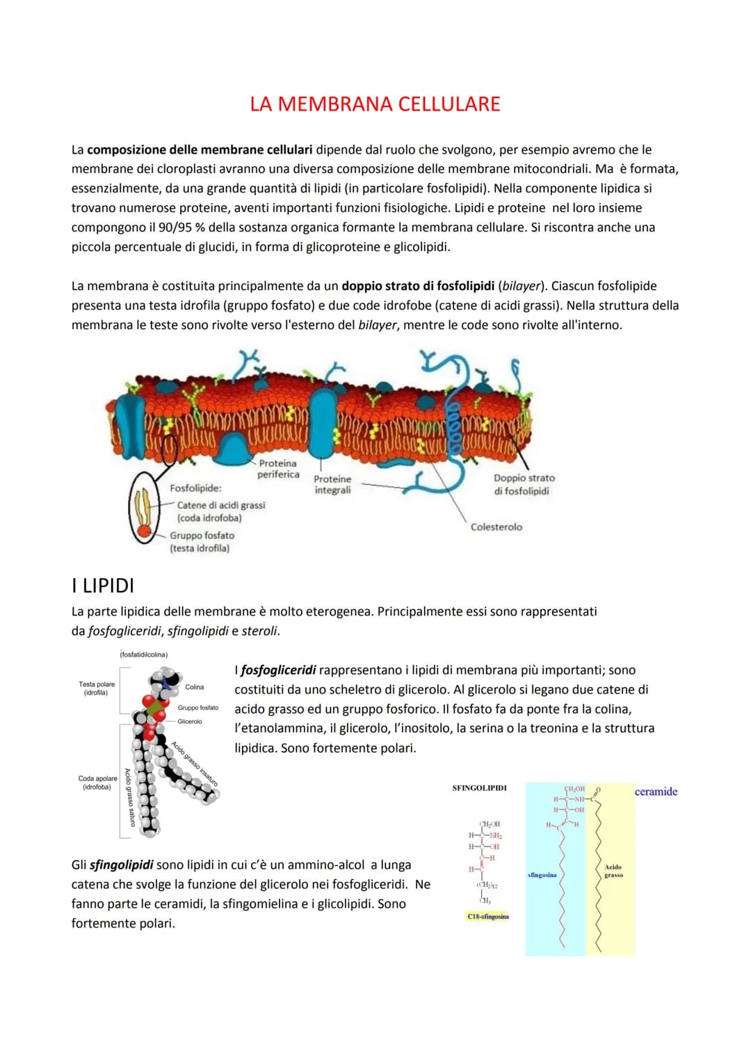 La composizione delle membrane cellulari dipende dal ruolo che svolgono, per esempio avremo che le
membrane dei cloroplasti avranno una dive