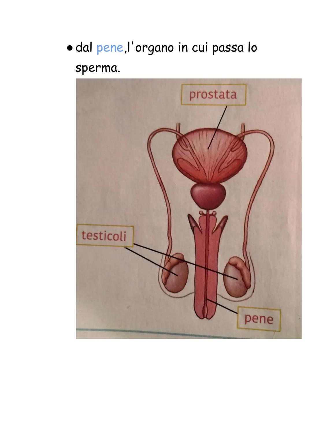 Apparato riproduttore
L'apparato riproduttore è l'unico
apparato differente nei maschi e nelle
femmine.
Ha il compito di produrre i gameti,c