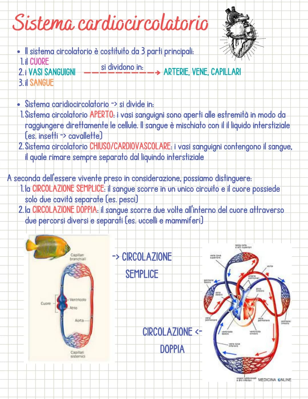 Sistema cardiocircolatorio
• Il sistema circolatorio è costituito da 3 parti principali:
1.il CUORE
si dividono in:
2.1 VASI SANGUIGNI
3. il