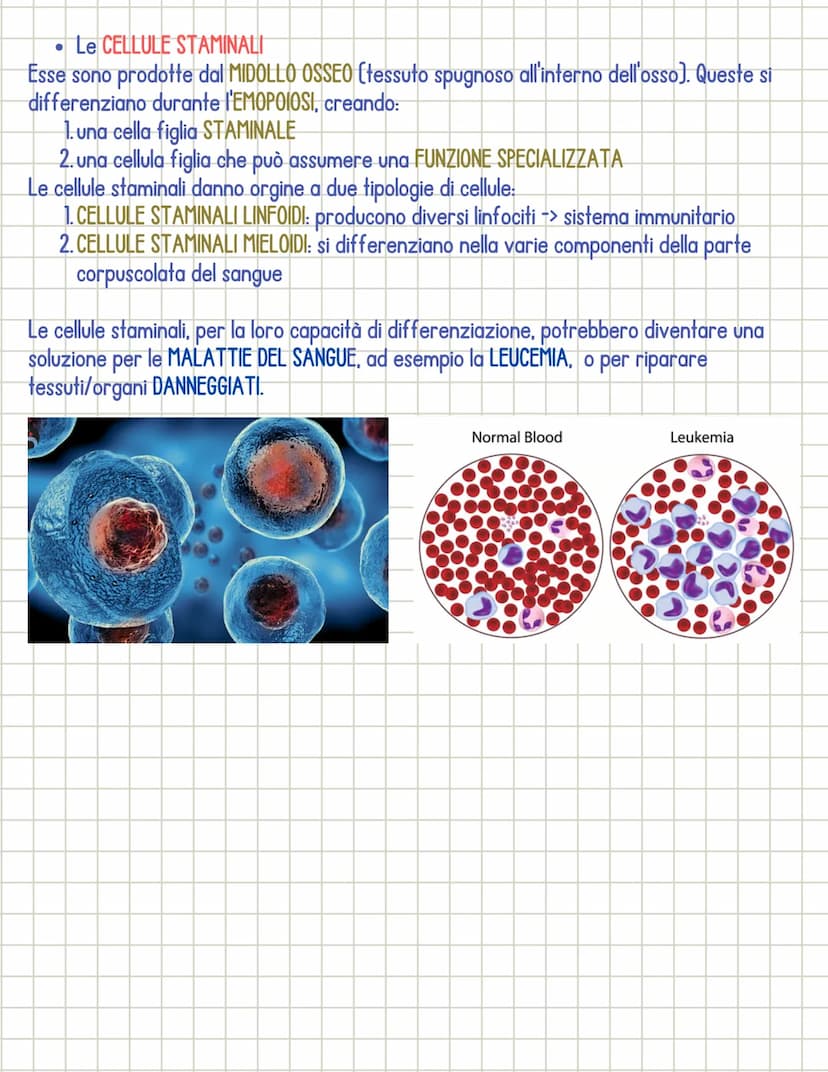 Sistema cardiocircolatorio
• Il sistema circolatorio è costituito da 3 parti principali:
1.il CUORE
si dividono in:
2.1 VASI SANGUIGNI
3. il