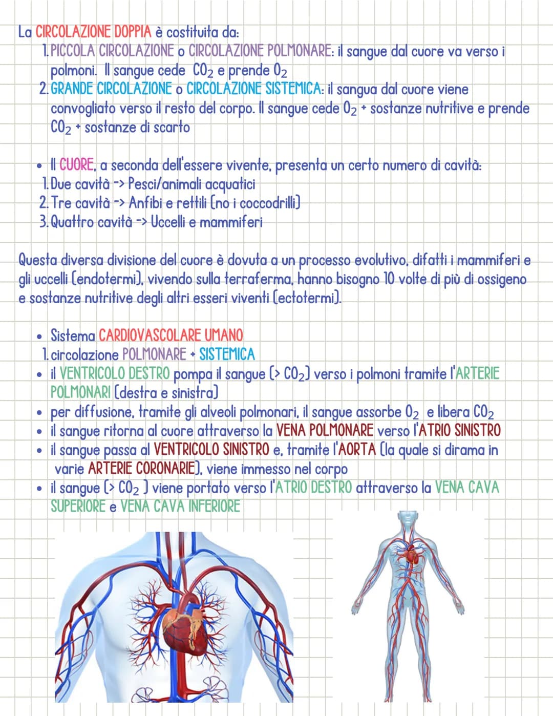 Sistema cardiocircolatorio
• Il sistema circolatorio è costituito da 3 parti principali:
1.il CUORE
si dividono in:
2.1 VASI SANGUIGNI
3. il