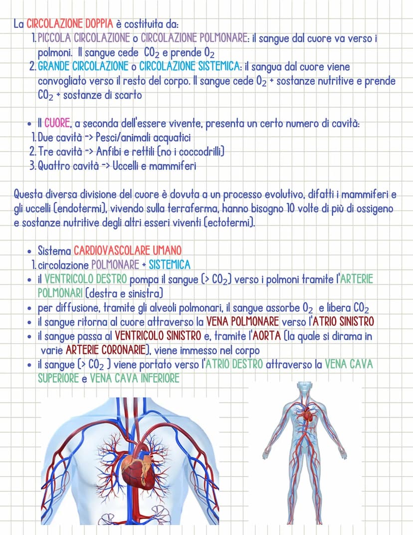 Sistema cardiocircolatorio
• Il sistema circolatorio è costituito da 3 parti principali:
1.il CUORE
si dividono in:
2.1 VASI SANGUIGNI
3. il