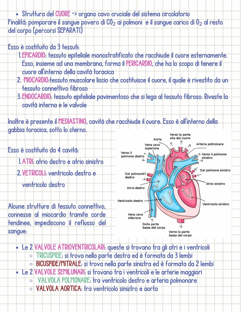 Sistema cardiocircolatorio
• Il sistema circolatorio è costituito da 3 parti principali:
1.il CUORE
si dividono in:
2.1 VASI SANGUIGNI
3. il