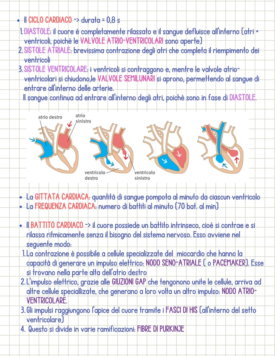 Sistema cardiocircolatorio
• Il sistema circolatorio è costituito da 3 parti principali:
1.il CUORE
si dividono in:
2.1 VASI SANGUIGNI
3. il