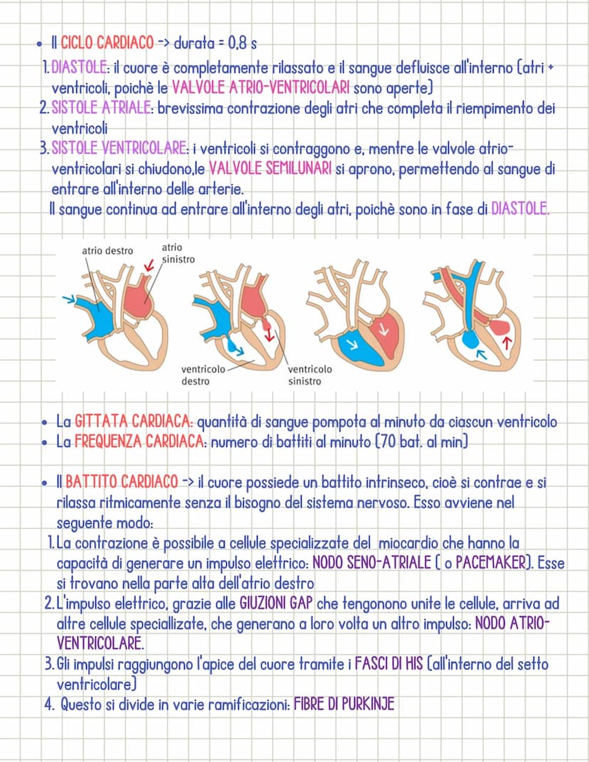 Sistema cardiocircolatorio
• Il sistema circolatorio è costituito da 3 parti principali:
1.il CUORE
si dividono in:
2.1 VASI SANGUIGNI
3. il