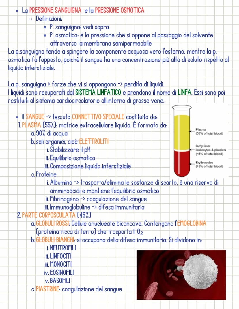 Sistema cardiocircolatorio
• Il sistema circolatorio è costituito da 3 parti principali:
1.il CUORE
si dividono in:
2.1 VASI SANGUIGNI
3. il