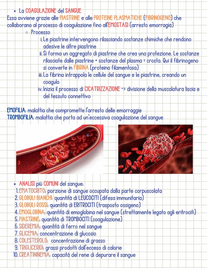 Sistema cardiocircolatorio
• Il sistema circolatorio è costituito da 3 parti principali:
1.il CUORE
si dividono in:
2.1 VASI SANGUIGNI
3. il