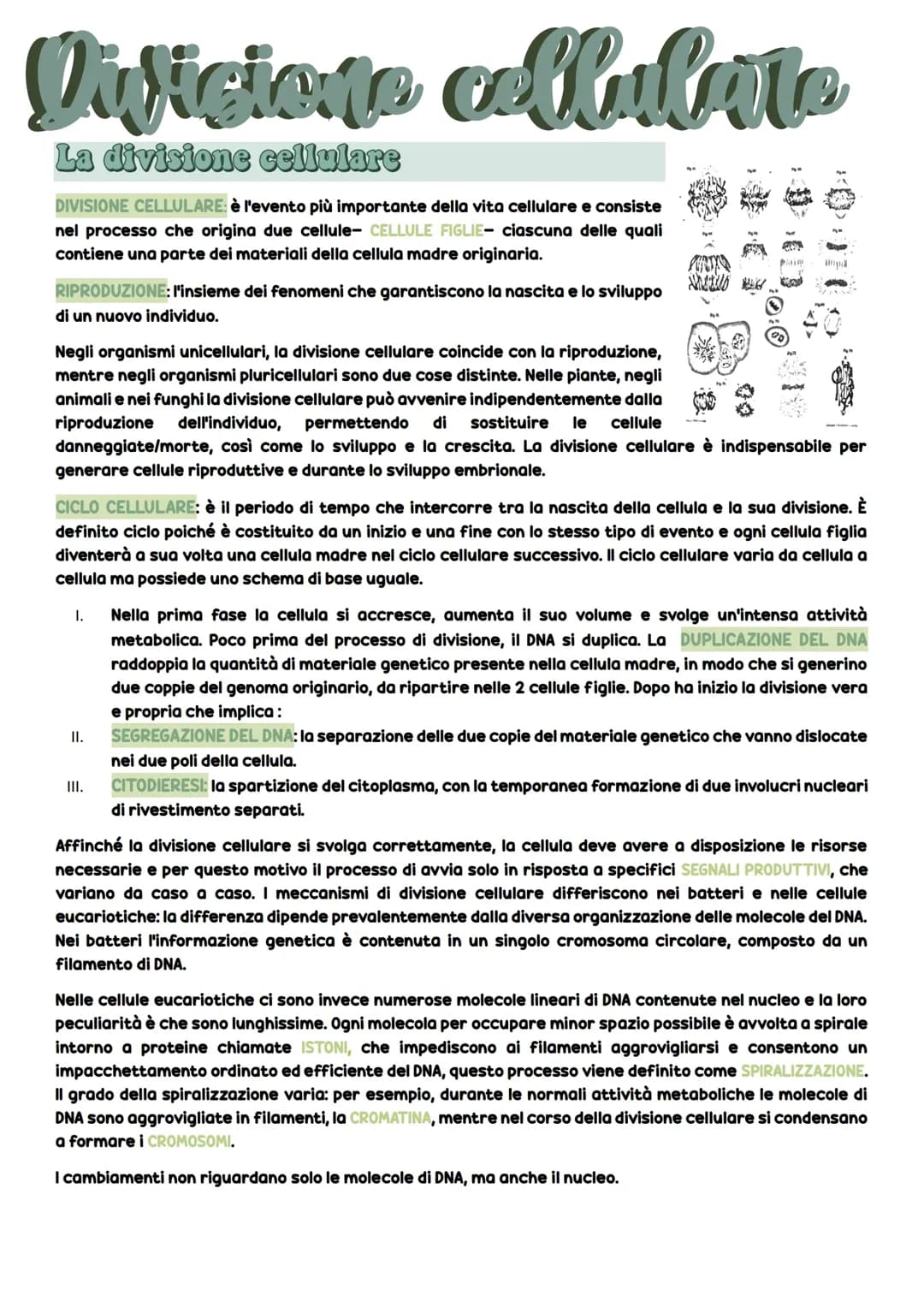 La divisione cellulare