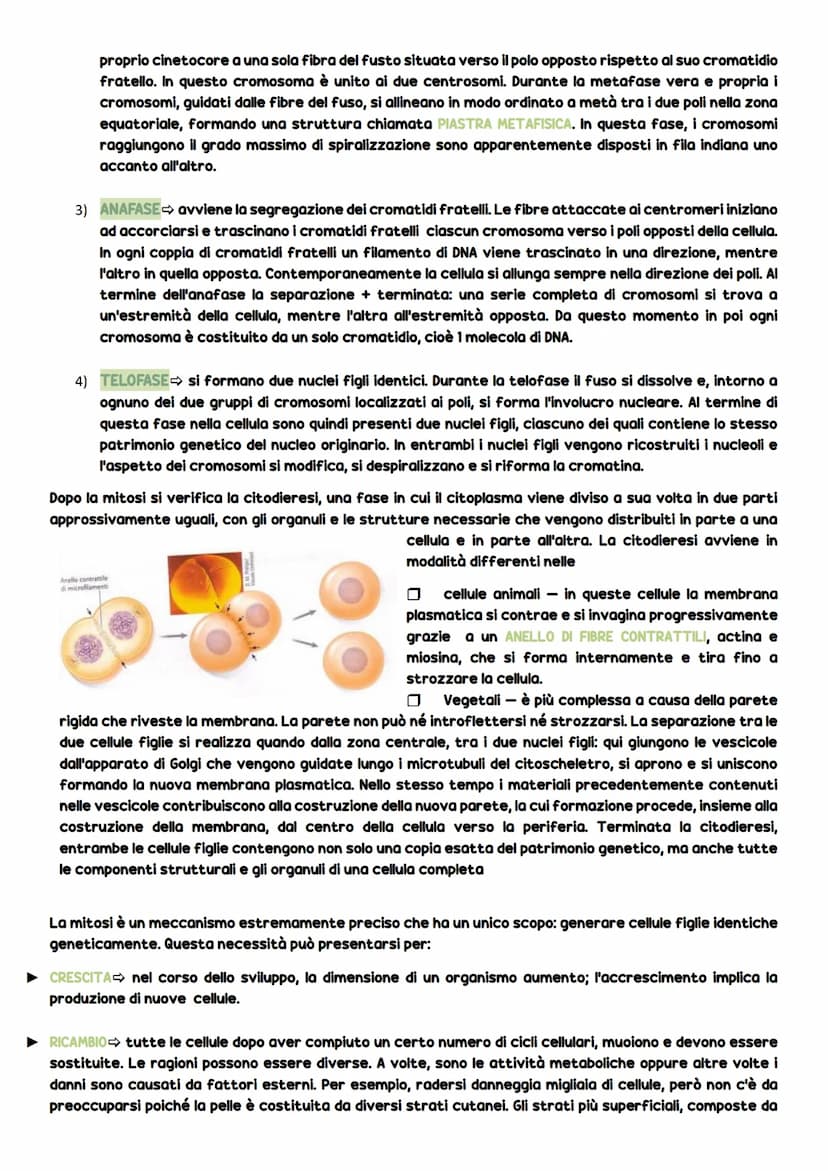 Dificiono cellulato
La divisione cellulare
DIVISIONE CELLULARE: è l'evento più importante della vita cellulare e consiste
nel processo che o