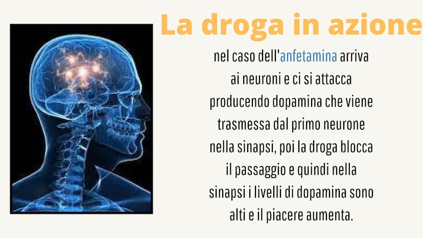 
<p>Le droghe e il loro effetto sul sistema nervoso influenzano sia il nostro corpo che la nostra mente. Le droghe sono sostanze psicoattive