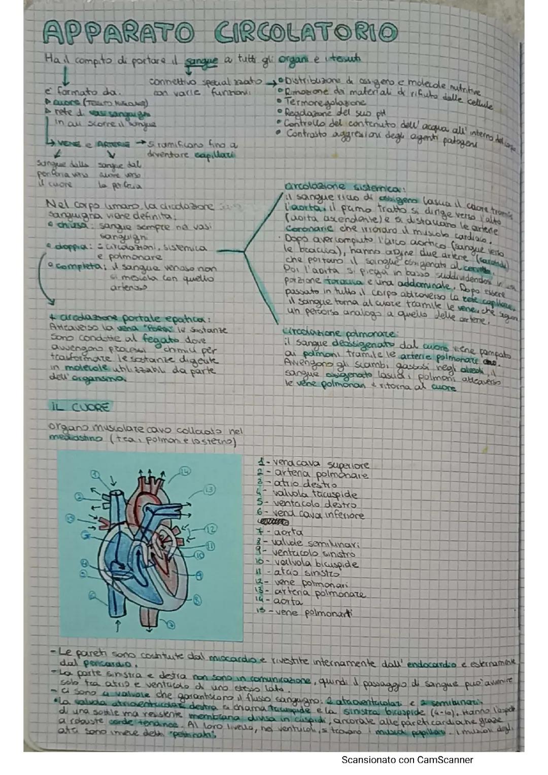 Apparato Cardiocircolatorio: Riassunto e Schemi per Scuola Media e Primaria