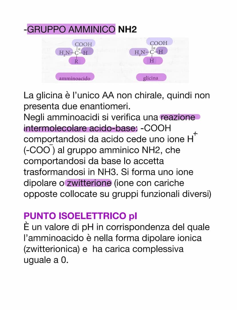 PROTEINE
AMMINOACIDI
Sono i monomeri delle proteine. Oltre a
questo, i loro derivati prendono parte anche
ad altre funzioni:
-acido amminobu