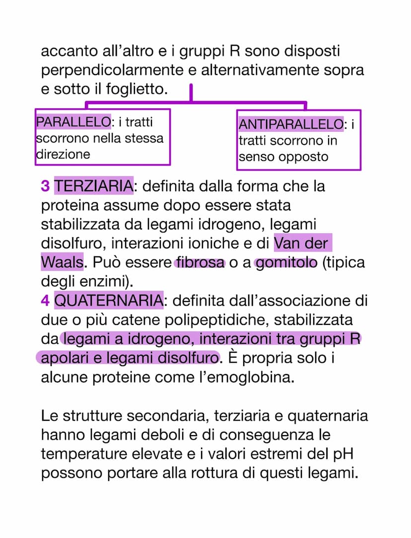 PROTEINE
AMMINOACIDI
Sono i monomeri delle proteine. Oltre a
questo, i loro derivati prendono parte anche
ad altre funzioni:
-acido amminobu