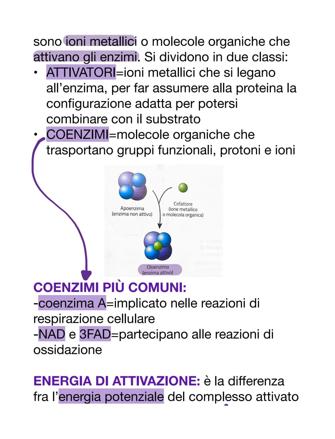 PROTEINE
AMMINOACIDI
Sono i monomeri delle proteine. Oltre a
questo, i loro derivati prendono parte anche
ad altre funzioni:
-acido amminobu