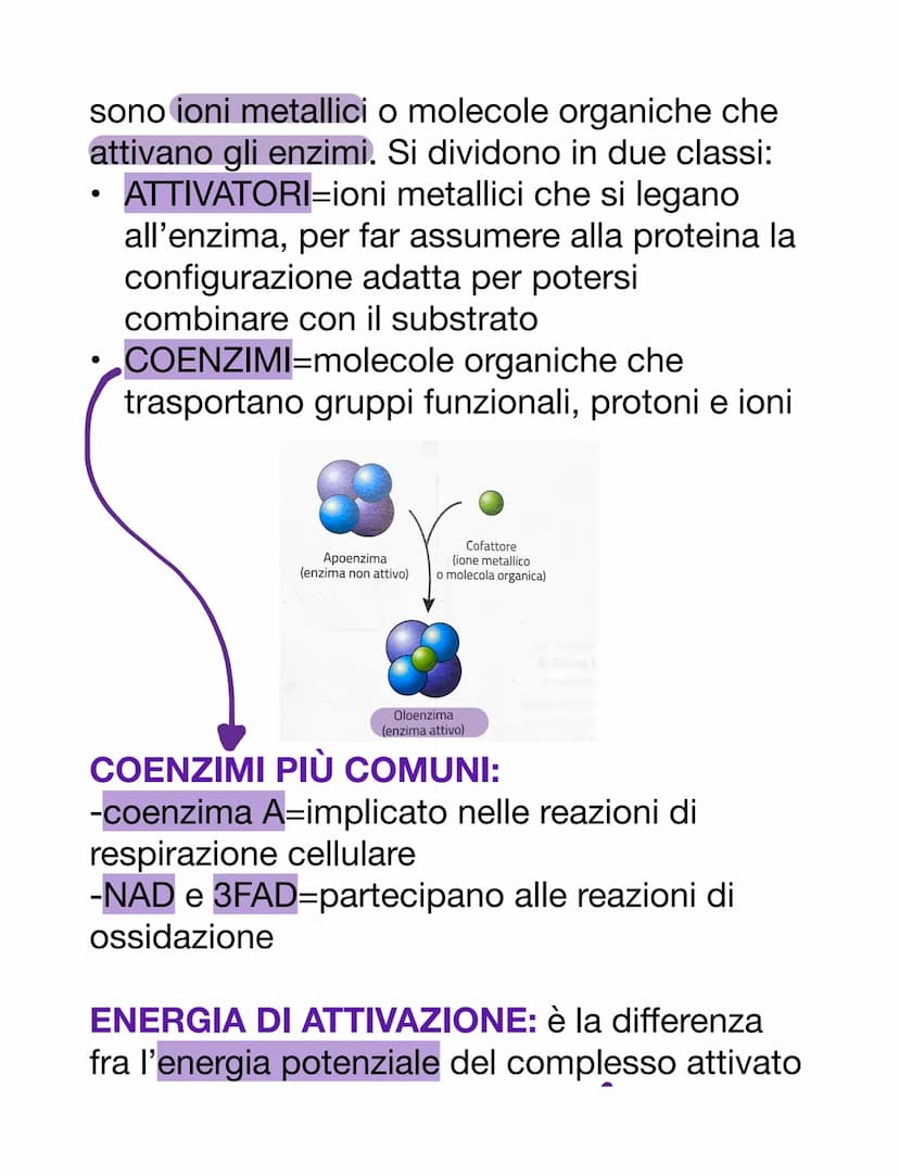 PROTEINE
AMMINOACIDI
Sono i monomeri delle proteine. Oltre a
questo, i loro derivati prendono parte anche
ad altre funzioni:
-acido amminobu