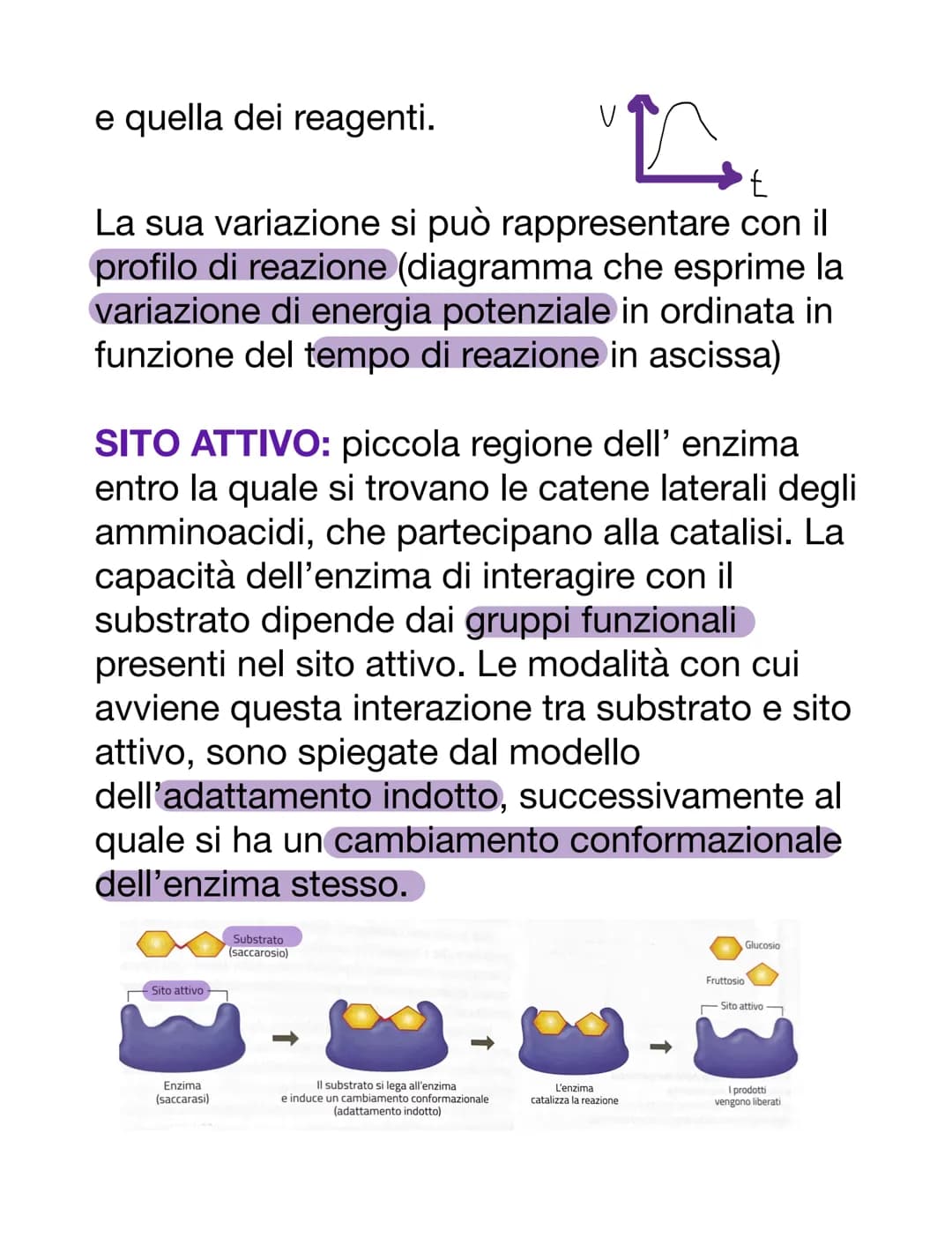 PROTEINE
AMMINOACIDI
Sono i monomeri delle proteine. Oltre a
questo, i loro derivati prendono parte anche
ad altre funzioni:
-acido amminobu