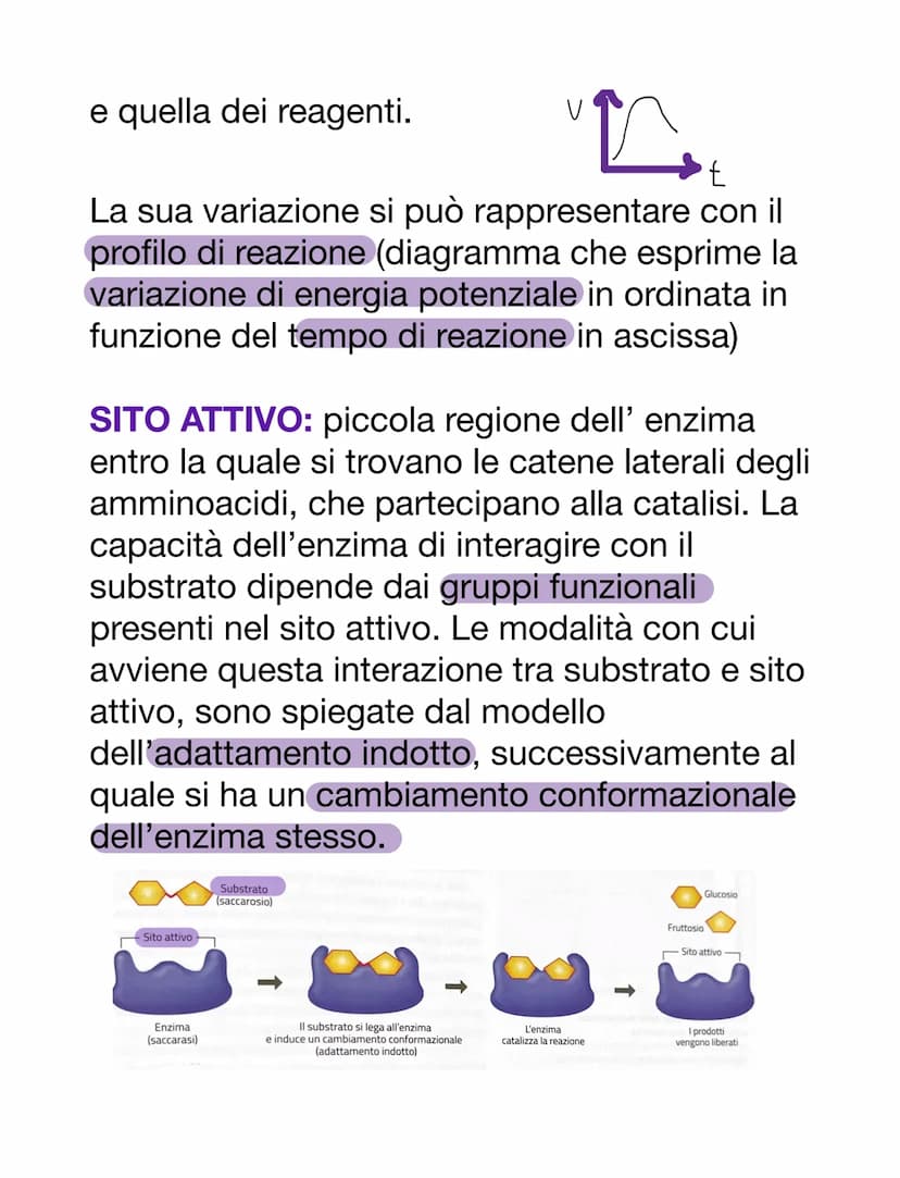 PROTEINE
AMMINOACIDI
Sono i monomeri delle proteine. Oltre a
questo, i loro derivati prendono parte anche
ad altre funzioni:
-acido amminobu
