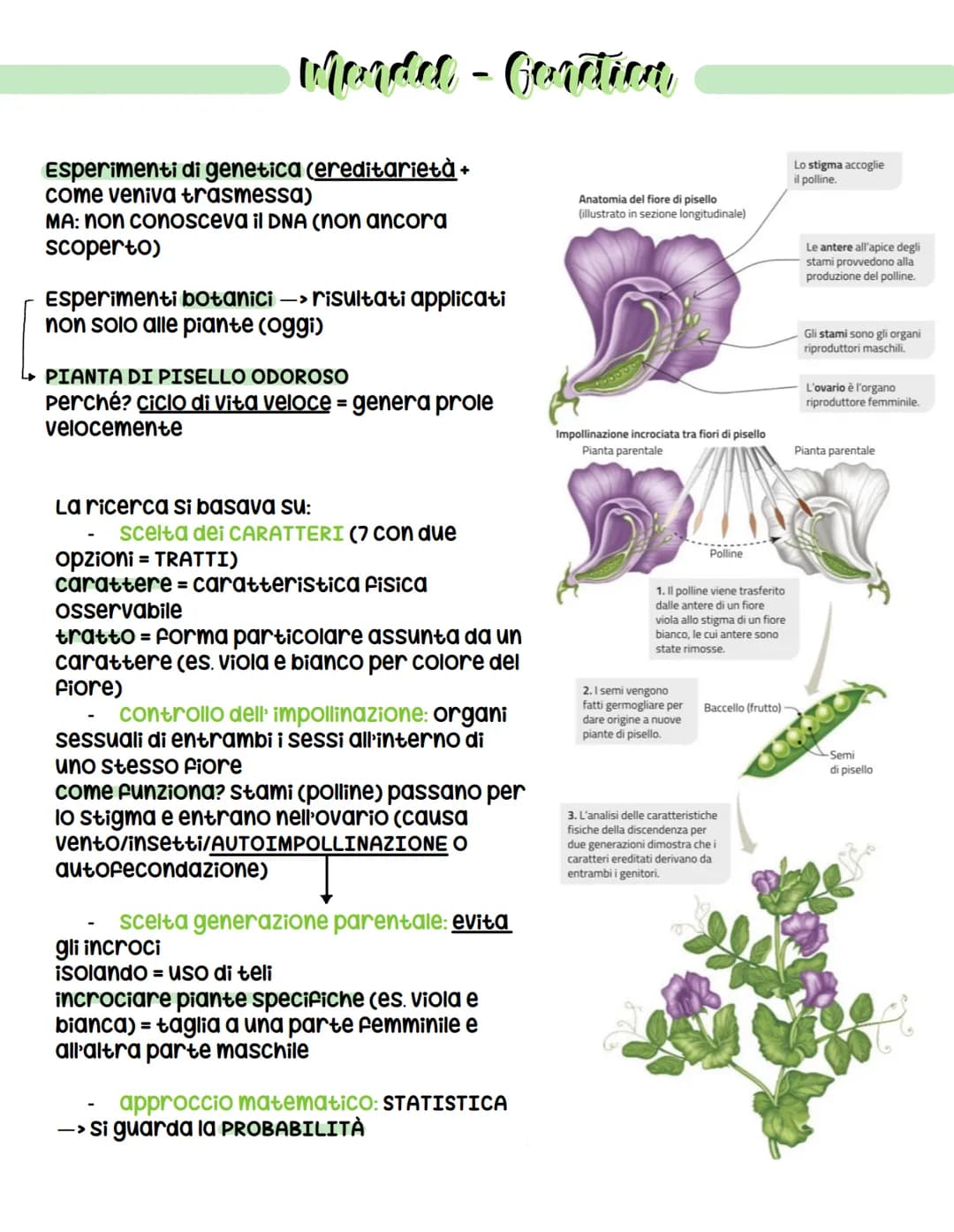 vierde - Coration
Esperimenti di genetica (ereditarietà +
come veniva trasmessa)
MA: non conosceva il DNA (non ancora
scoperto)
Esperimenti 