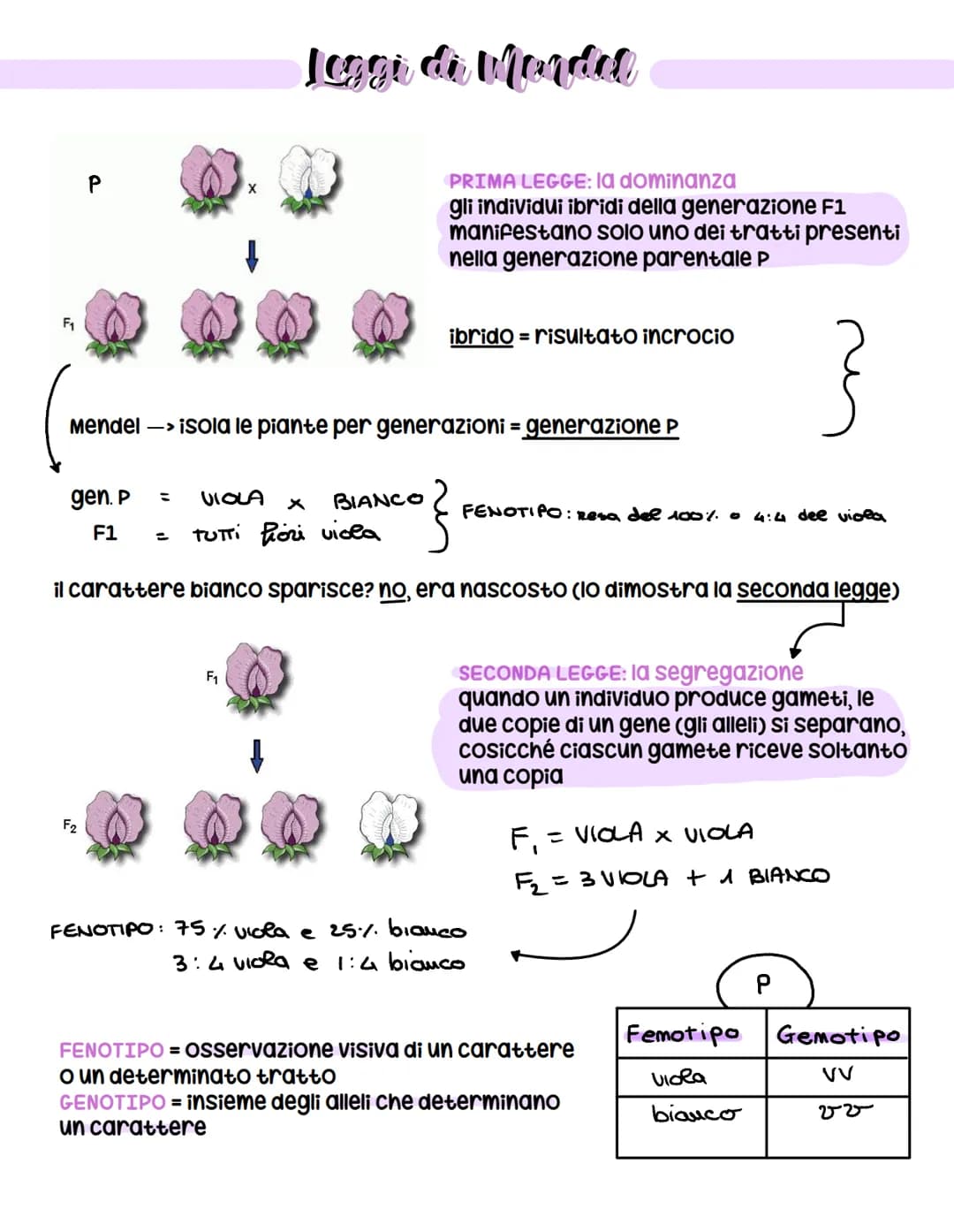 vierde - Coration
Esperimenti di genetica (ereditarietà +
come veniva trasmessa)
MA: non conosceva il DNA (non ancora
scoperto)
Esperimenti 