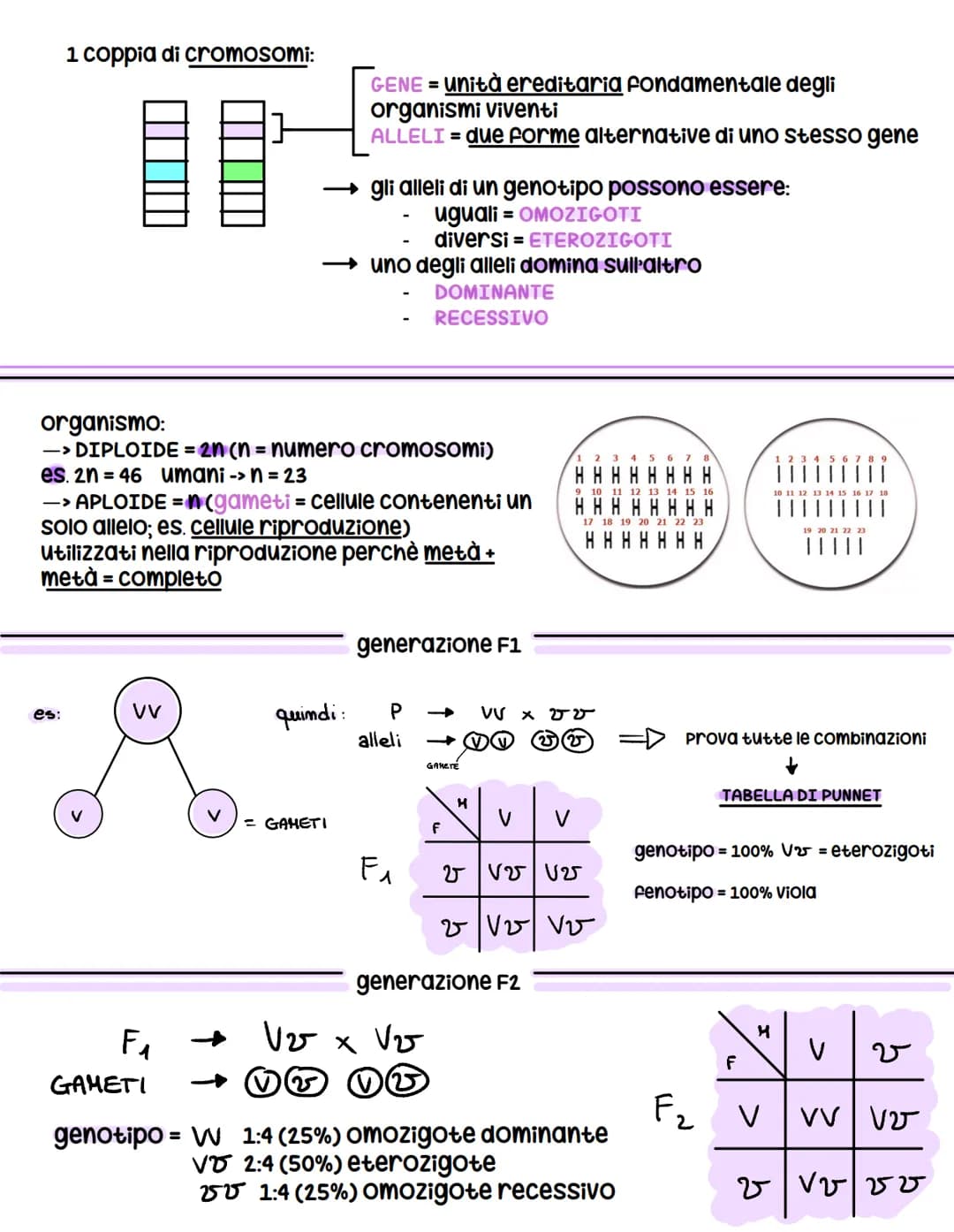 vierde - Coration
Esperimenti di genetica (ereditarietà +
come veniva trasmessa)
MA: non conosceva il DNA (non ancora
scoperto)
Esperimenti 