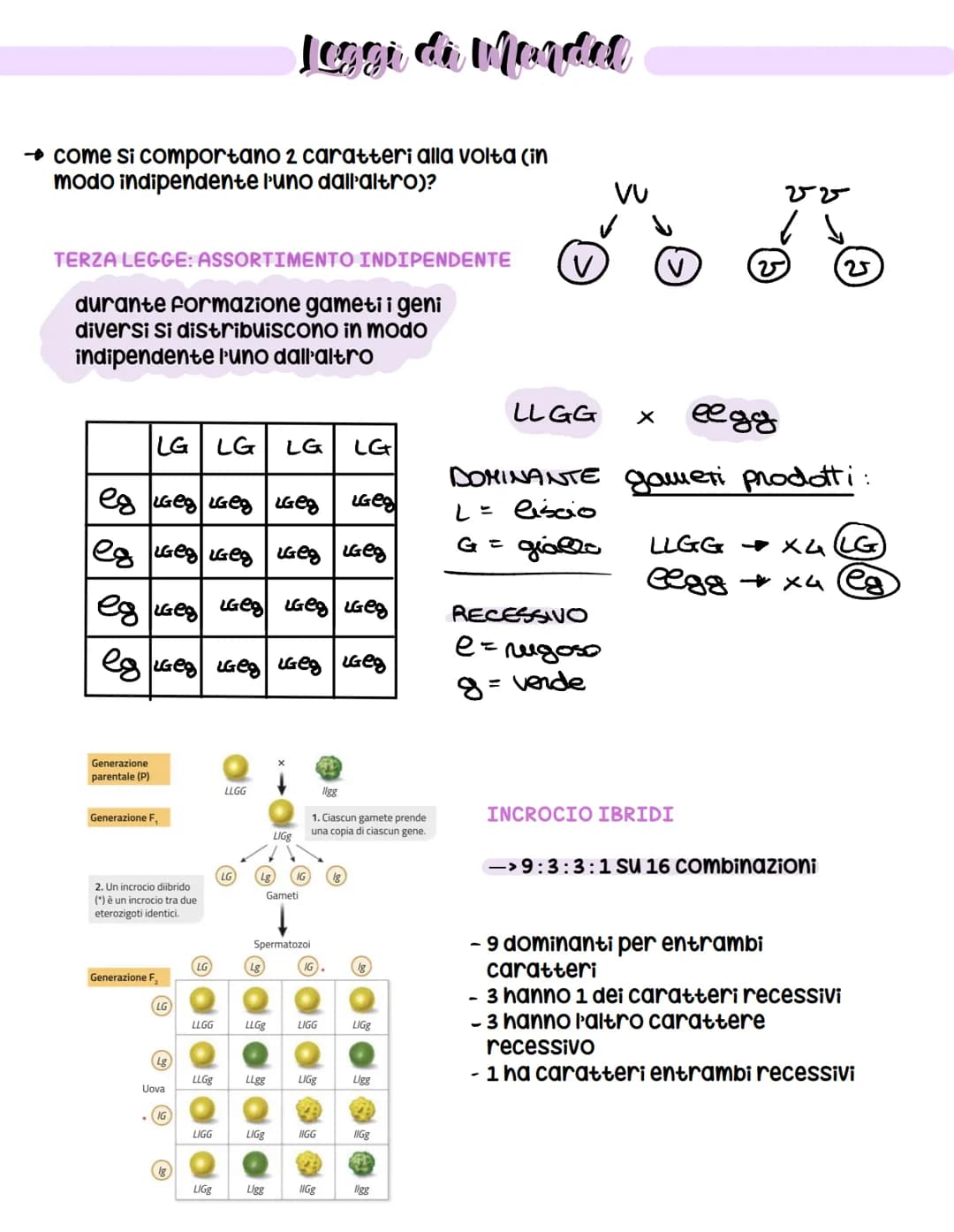 vierde - Coration
Esperimenti di genetica (ereditarietà +
come veniva trasmessa)
MA: non conosceva il DNA (non ancora
scoperto)
Esperimenti 