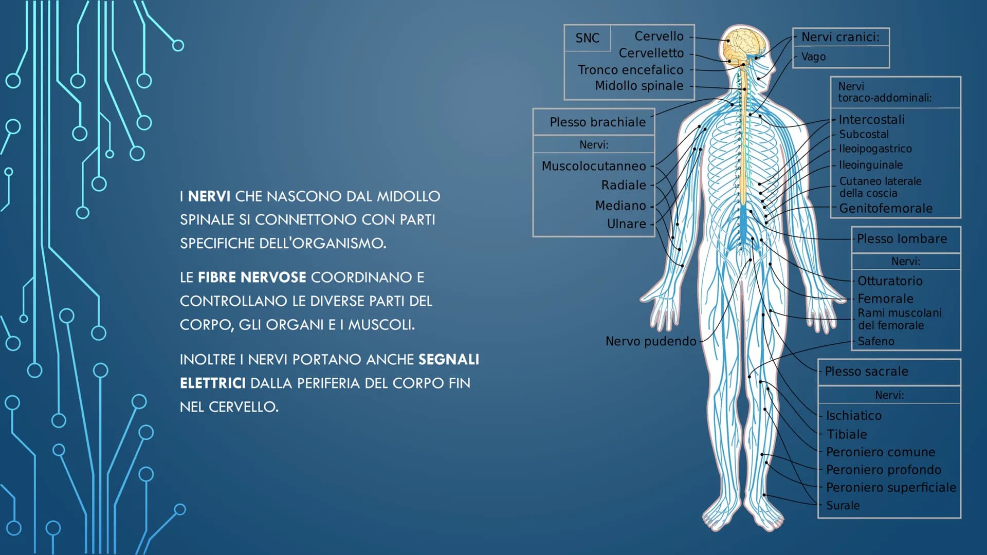 ***
CHE COS'È IL
SISTEMA NERVOSO? È FORMATO DA:
CERVELLO
MIDOLLO SPINALE
ORGANI DI SENSO
NERVI
AL SUO INTERNO È
POSSIBILE
DISTINGUERE UN
SIS