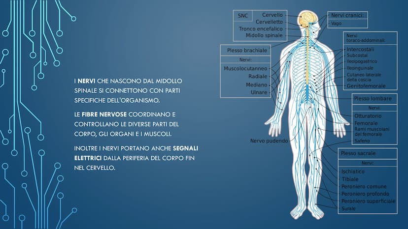 ***
CHE COS'È IL
SISTEMA NERVOSO? È FORMATO DA:
CERVELLO
MIDOLLO SPINALE
ORGANI DI SENSO
NERVI
AL SUO INTERNO È
POSSIBILE
DISTINGUERE UN
SIS