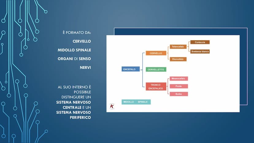 ***
CHE COS'È IL
SISTEMA NERVOSO? È FORMATO DA:
CERVELLO
MIDOLLO SPINALE
ORGANI DI SENSO
NERVI
AL SUO INTERNO È
POSSIBILE
DISTINGUERE UN
SIS