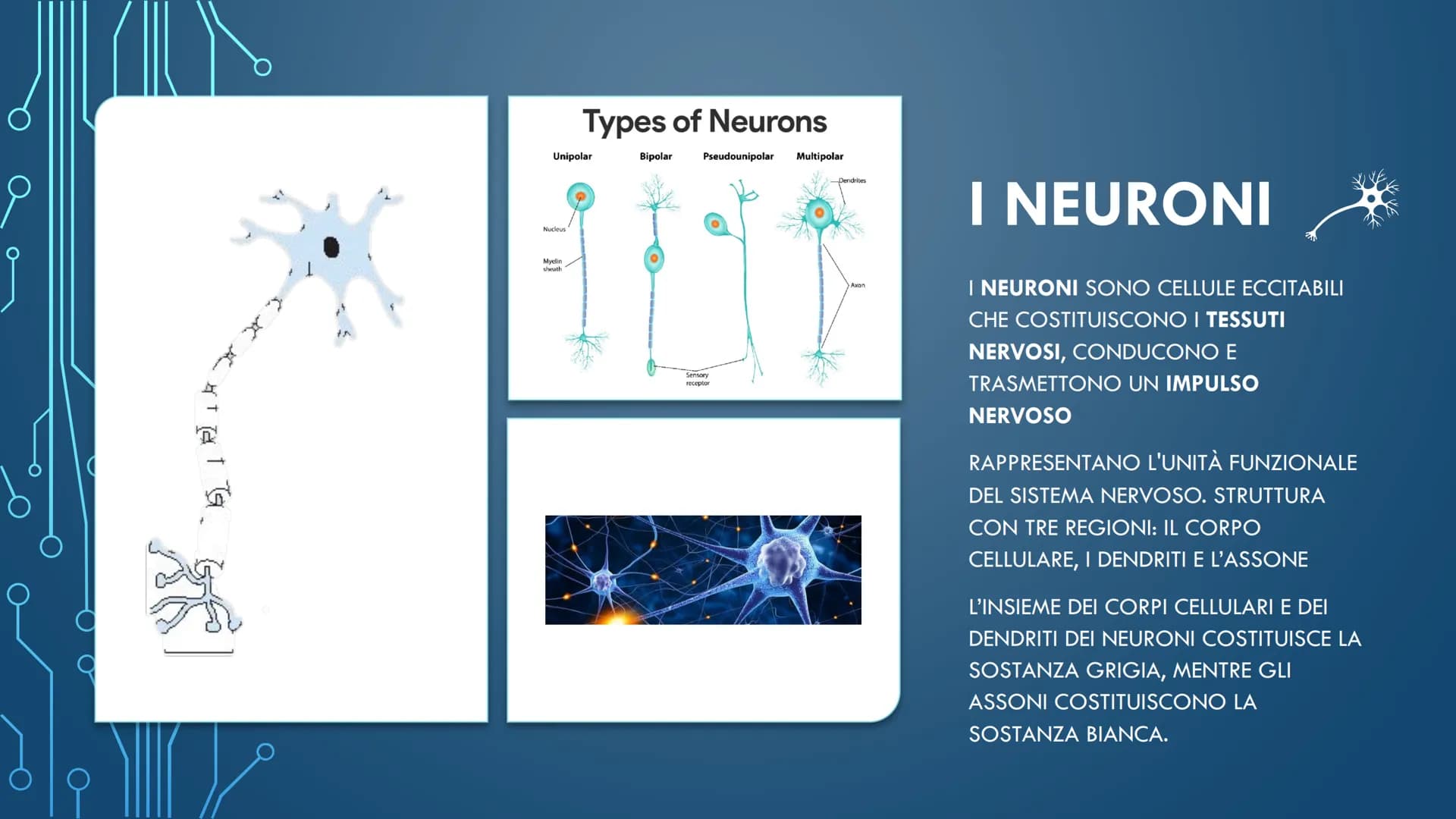***
CHE COS'È IL
SISTEMA NERVOSO? È FORMATO DA:
CERVELLO
MIDOLLO SPINALE
ORGANI DI SENSO
NERVI
AL SUO INTERNO È
POSSIBILE
DISTINGUERE UN
SIS