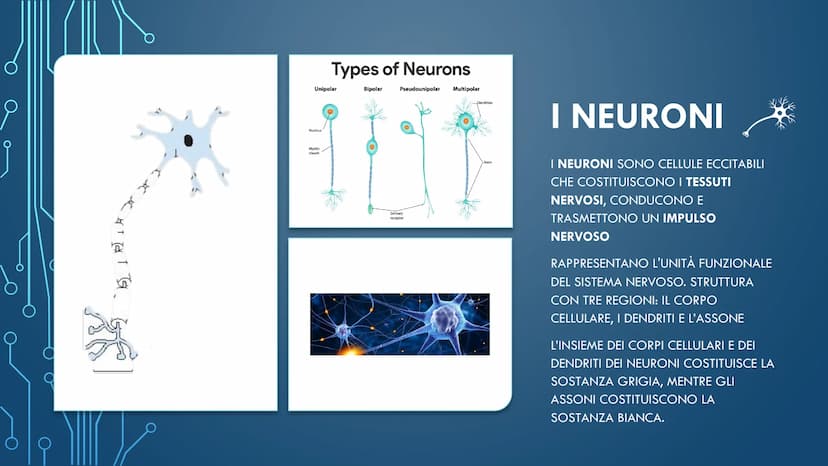 ***
CHE COS'È IL
SISTEMA NERVOSO? È FORMATO DA:
CERVELLO
MIDOLLO SPINALE
ORGANI DI SENSO
NERVI
AL SUO INTERNO È
POSSIBILE
DISTINGUERE UN
SIS